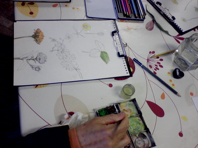 Drawing from Plant Life: Botanical Illustration Workshop