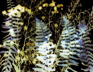 Demo: Hand-colouring flower photograms